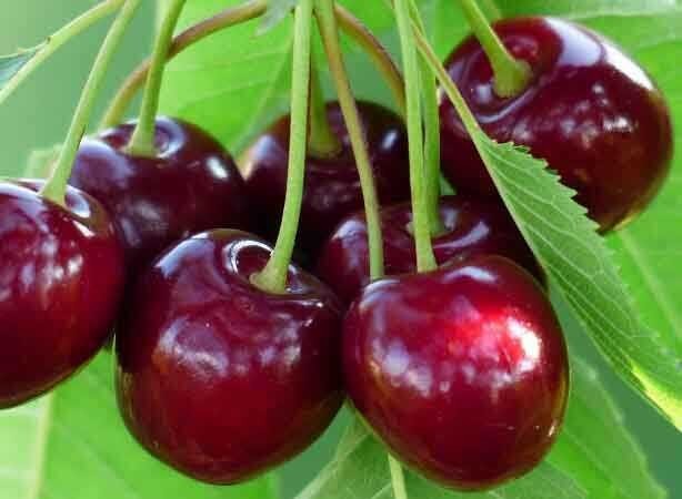 Toptan Afyon Kiraz - İhracat İçin Uygun