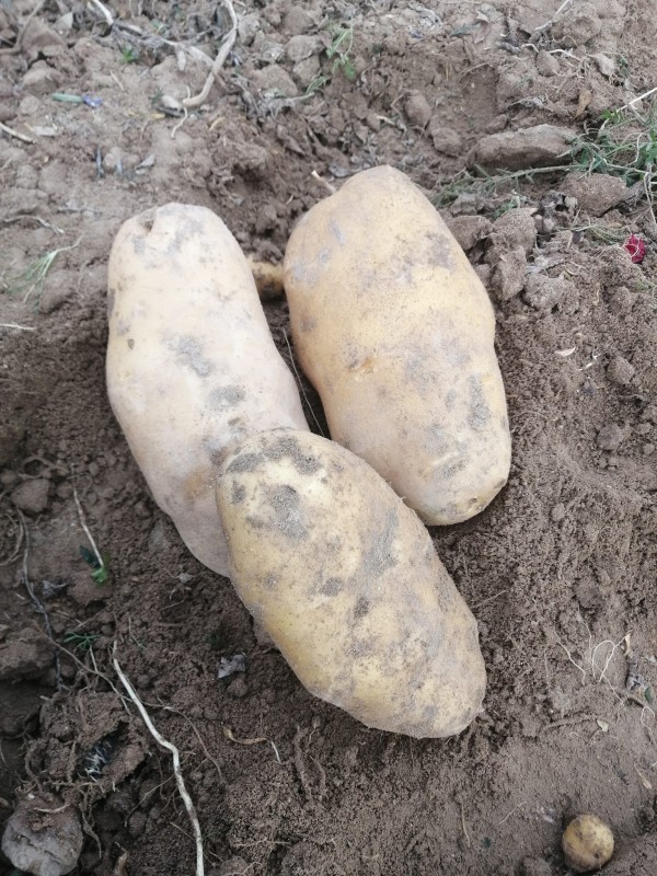 Toptan - Afyon Agria Kızartmalık Patates - İhracat İçin de Uygundur