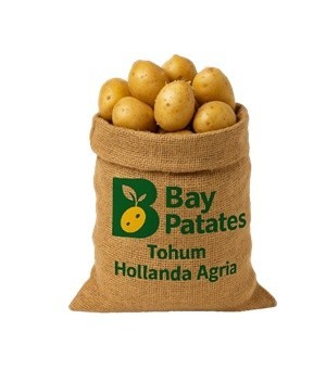 Patates Tohumu - Hollanda Agria 10 KG